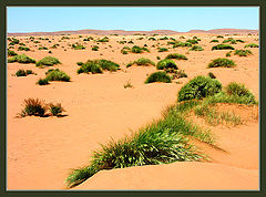 photo "Desert. April."