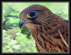 photo "Noble, but predatory"