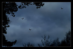 photo "Untitled photo"