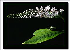 фото "veronica stem and leaves"