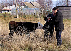 фото "О том как телёнок чуть  было фотографа не съел))"