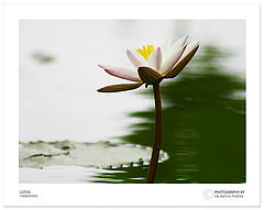 фото "Smoothness of a Lotus"