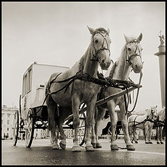 photo "Лошадки"