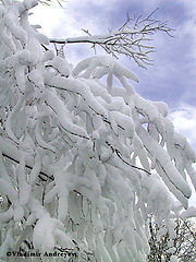 фото "First Snow"