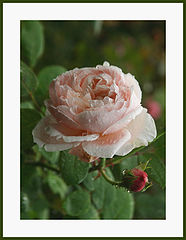 photo "A good year for the roses"