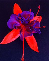 фото "" Voodoo Dancer ""