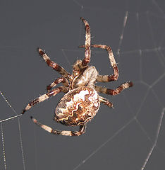 photo "The Spider."