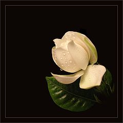 photo "Gardenia"
