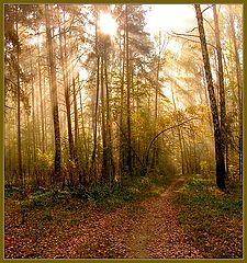 photo "Morning in a wood."