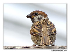 photo "Sparrow"