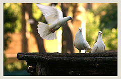 photo "Pigeons"