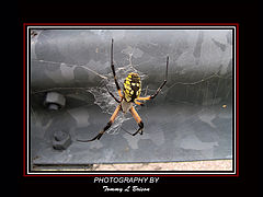 фото "Beauty Of Danger"