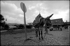 фото "no word"