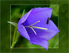 photo "Untitled photo"