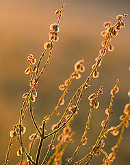 photo "..."
