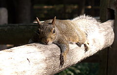 photo "I lay on the sun..."