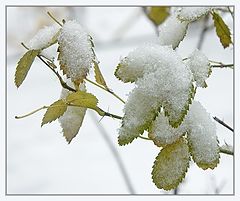 photo "Winter. The first attempt"