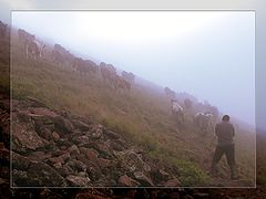 photo "Foggy morning in mountains"