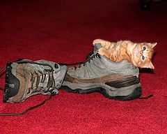 photo "Cat in thr Shoe"