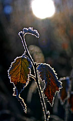 photo "Inej"