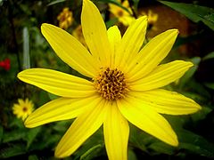 photo "Yellow"