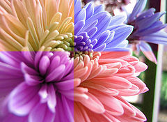 photo "Colors of Life"