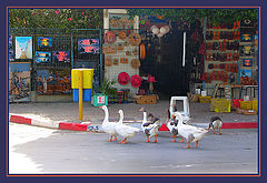photo "Geese they and in Africa geese:-)"