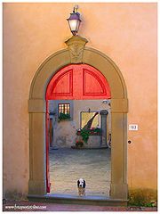 photo "dog"