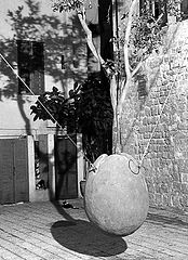photo "tree and shadow"