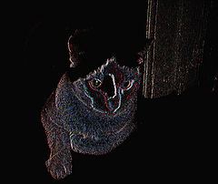 photo "Halloween"