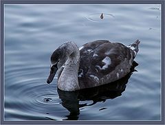 photo "Untitled photo"