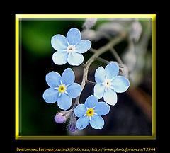 photo "The Forget-me-not."