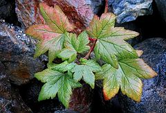 photo "Fall leaves in the rain"