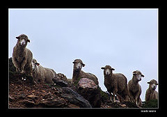 photo "high in the mountain"