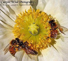 фото "" Courting Miss Blossom "."