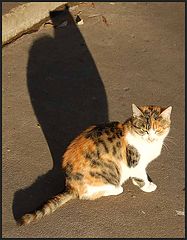 фото "cat"