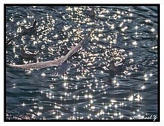 фото "Warer flares"