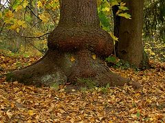 photo "The owner of old park"