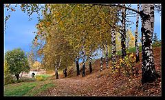 photo "Birches"