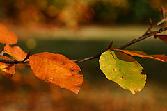 фото "Autumn in Germany"