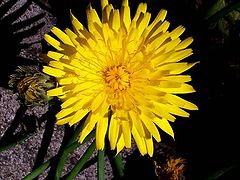 фото ""Sunkissed""