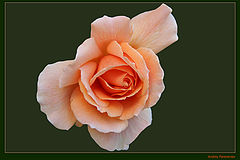 photo "Just a Rose"