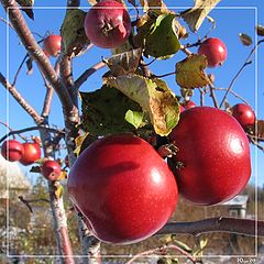 photo "Winter apples"