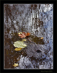 photo "Late Autumn islet"