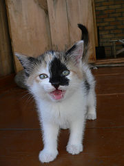 photo "Rural small cat"