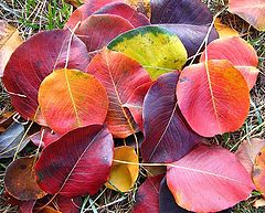 photo "Untitled photo"