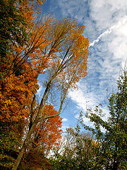 фото "Fall's Color"