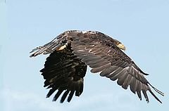 photo "golden eagle in flight"