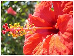 photo "red flower"