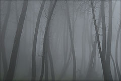 фото "Fears #1"